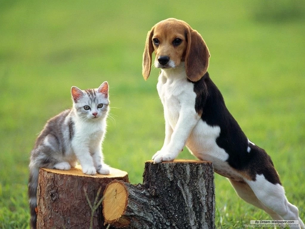 Beagle Wallpapers Dogs Wallpapers (7013953) Fanpop