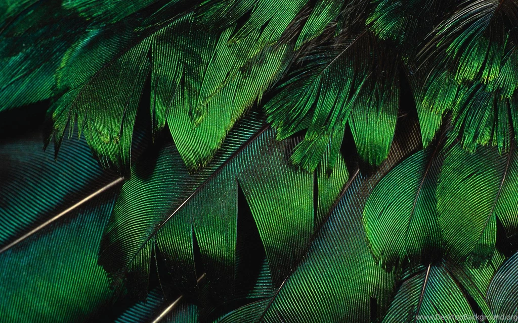 Feather Wallpaper Backgrounds