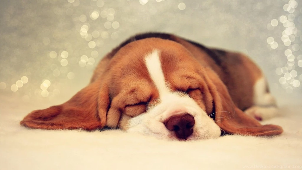 Beagle Puppies Wallpapers Wallmanage.com