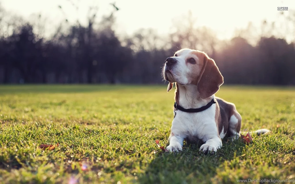 Beagle Wallpapers Animal Wallpapers