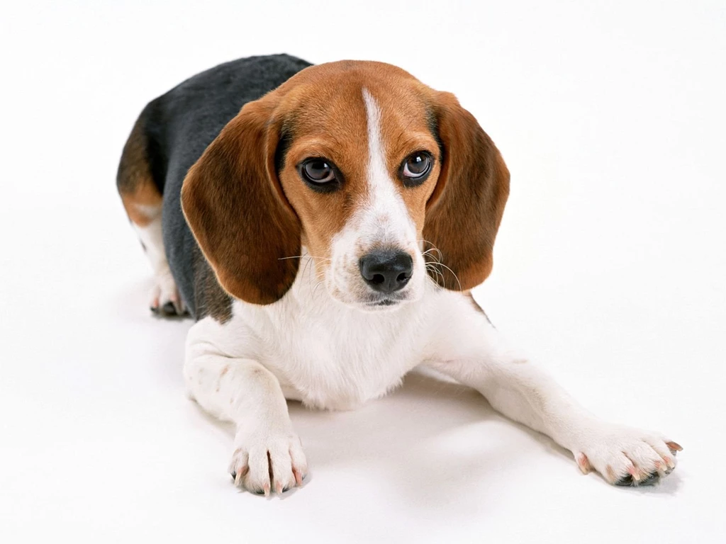 Beagle Wallpapers, Pictures, Images, Photos, Pics