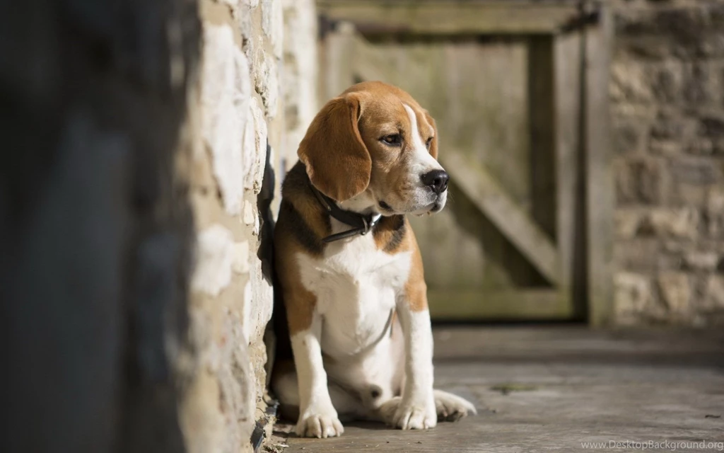 Dog Beagle.jpg