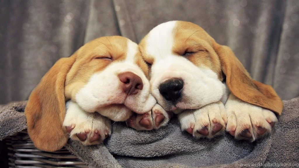 Beagle Wallpapers 5714 2560 X 1600 WallpaperLayer.com