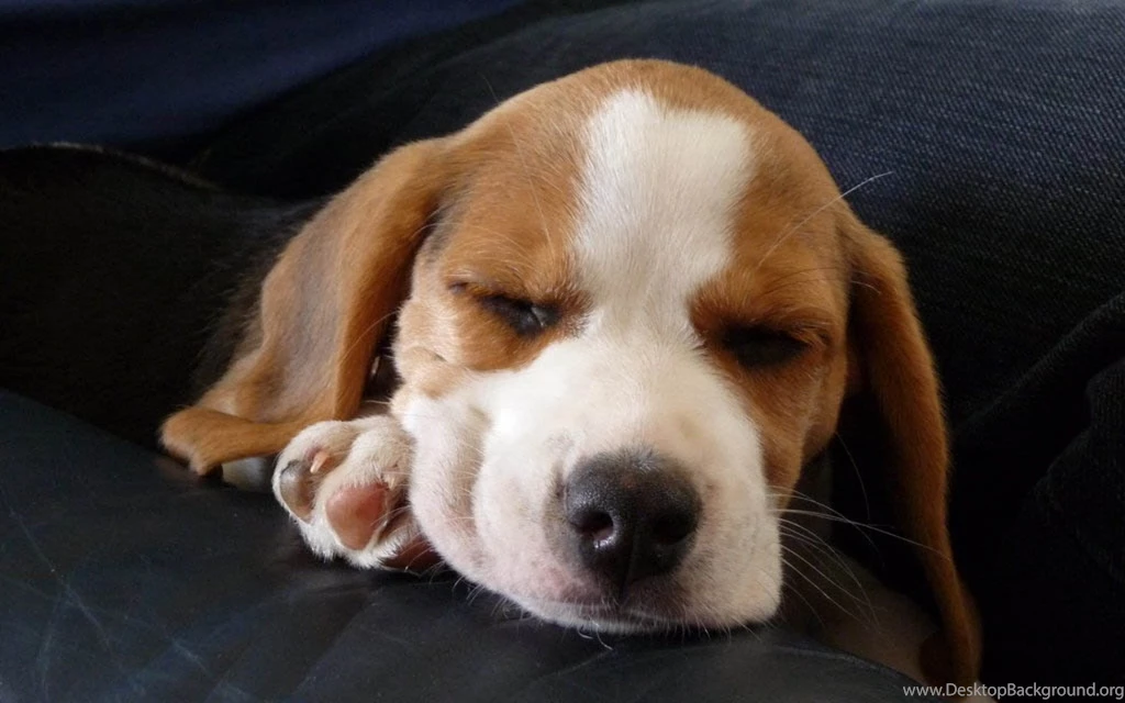 Beagle images wallpaper download.jpg