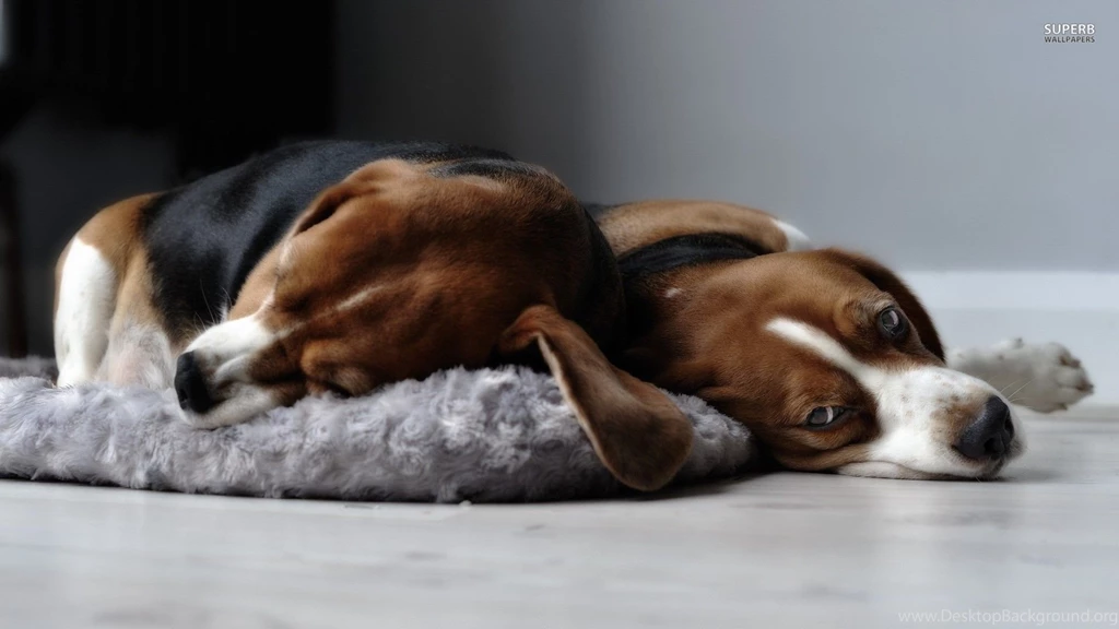 Beagles Wallpapers Animal Wallpapers