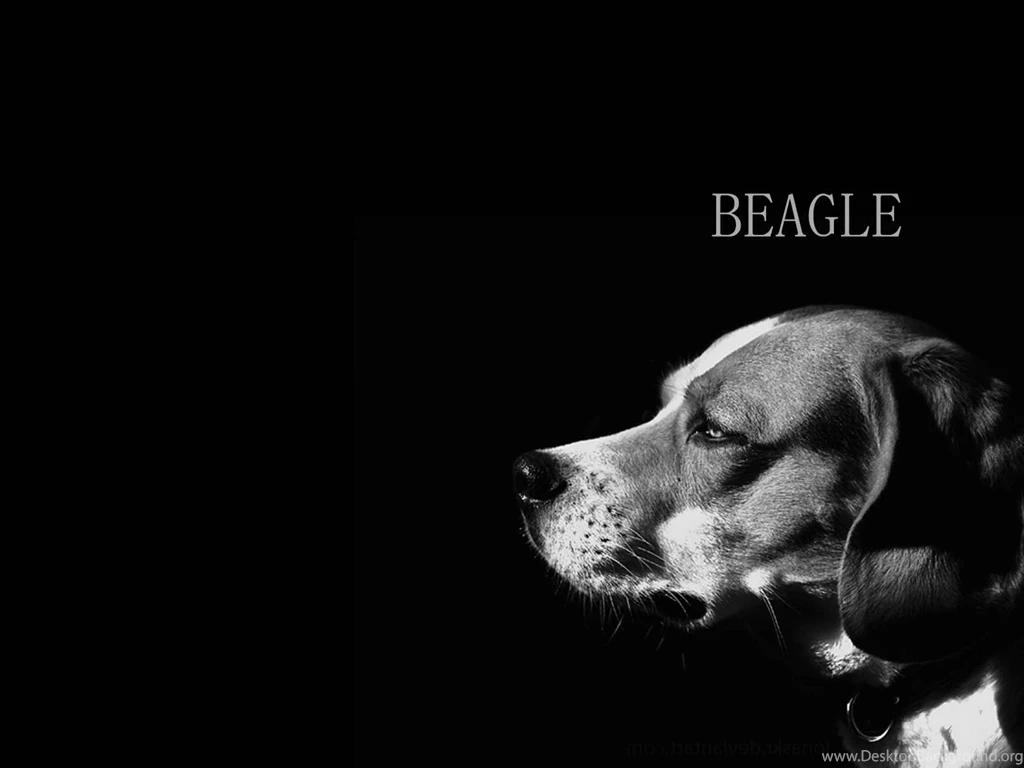 BEAGLE Dogs Wallpapers (34044540) Fanpop
