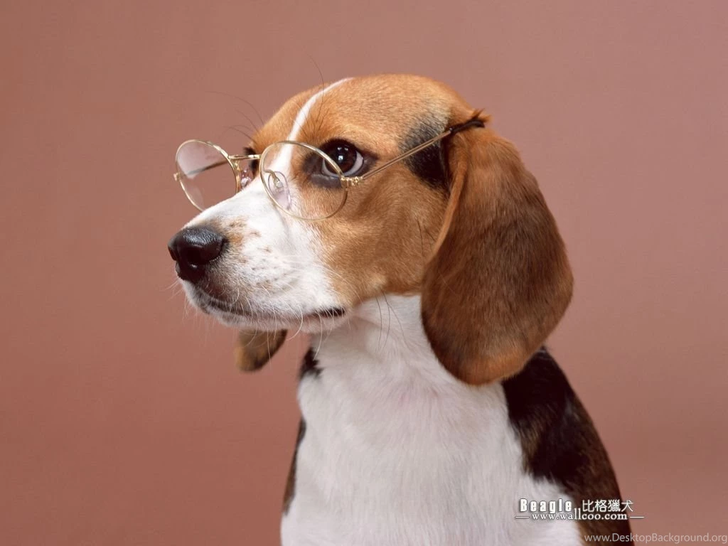 Beagle Dog Photos Beagle Wallpapers 1024x768 NO.5 Desktop ...