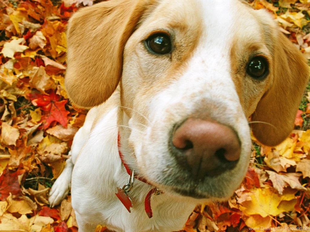Beagle Wallpapers