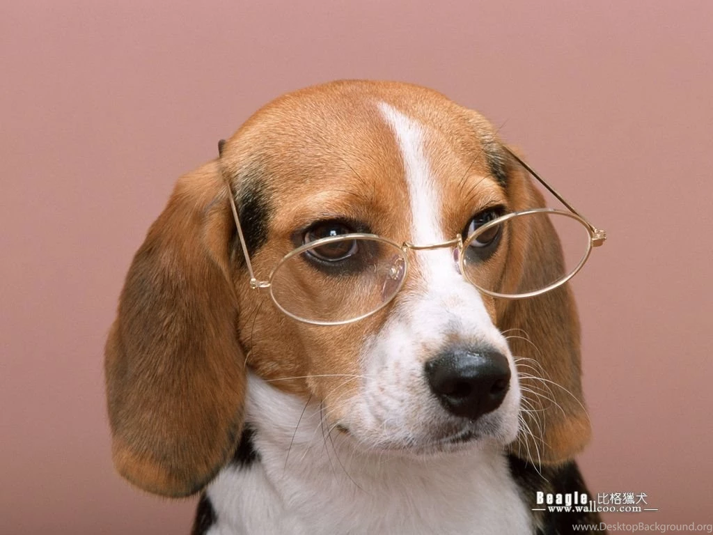 Beagle Dog Photos Beagle Wallpapers 1024x768 NO.4 Desktop ...