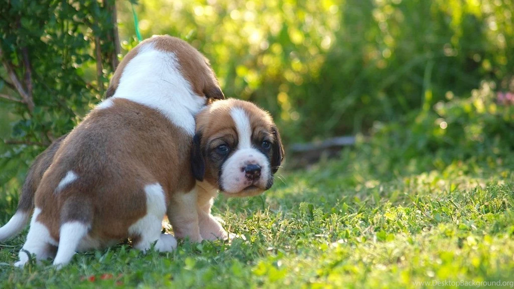 Beagle Wallpapers 5 By Enor14 On DeviantArt