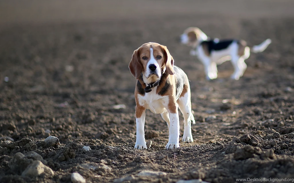 Beagle Computer Wallpapers, Desktop Backgrounds