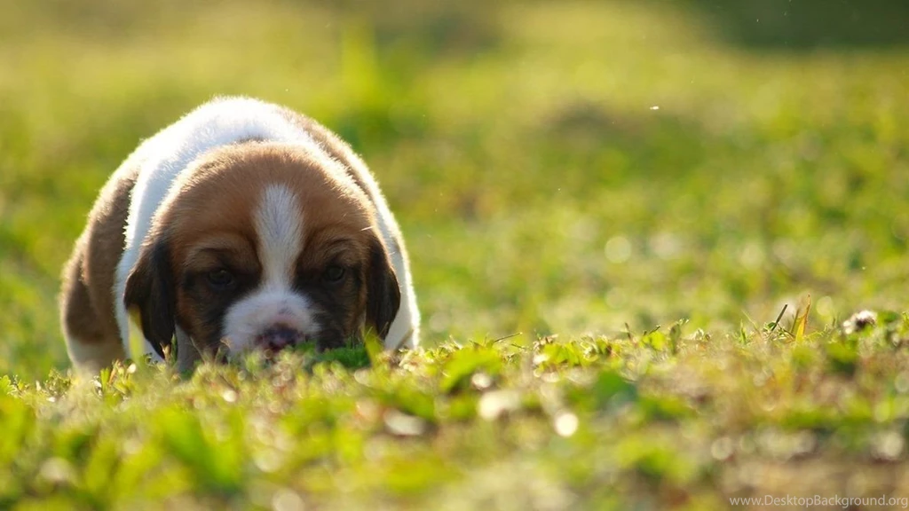 Beagle Wallpapers 8 By Enor14 On DeviantArt