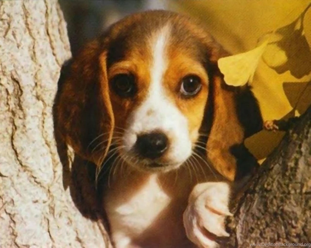 Beagle Puppy Dual Monitors 4519 Hd Wallpapers