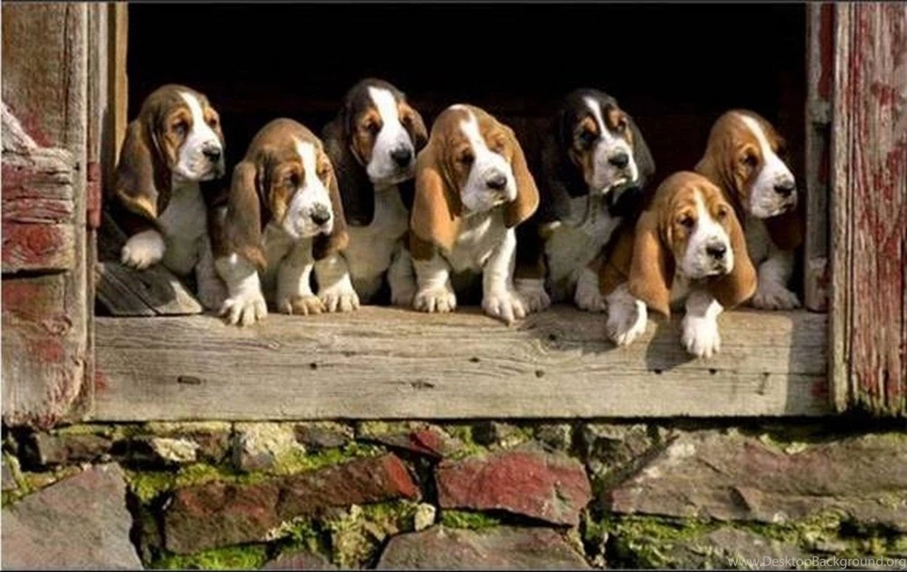 Dogs: Waiting Nice Family Dog Beagle Wallpapers For Desktop For HD ...