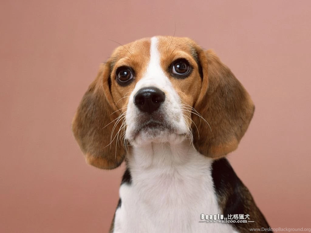 Beagle Dog Photos Beagle Wallpapers 1024x768 NO.3 Desktop ...