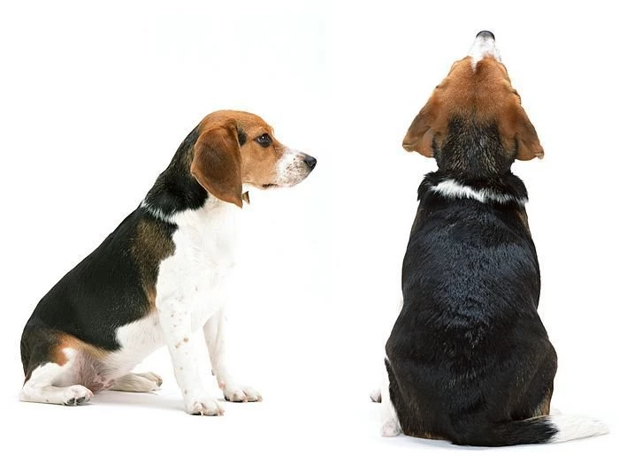 Beagle Dog Desktop Wallpapers 10 Wallcoo.net