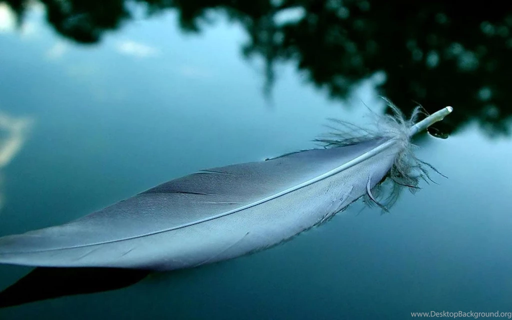 Feather Desktop Wallpapers   Top Wallpapers Desktop