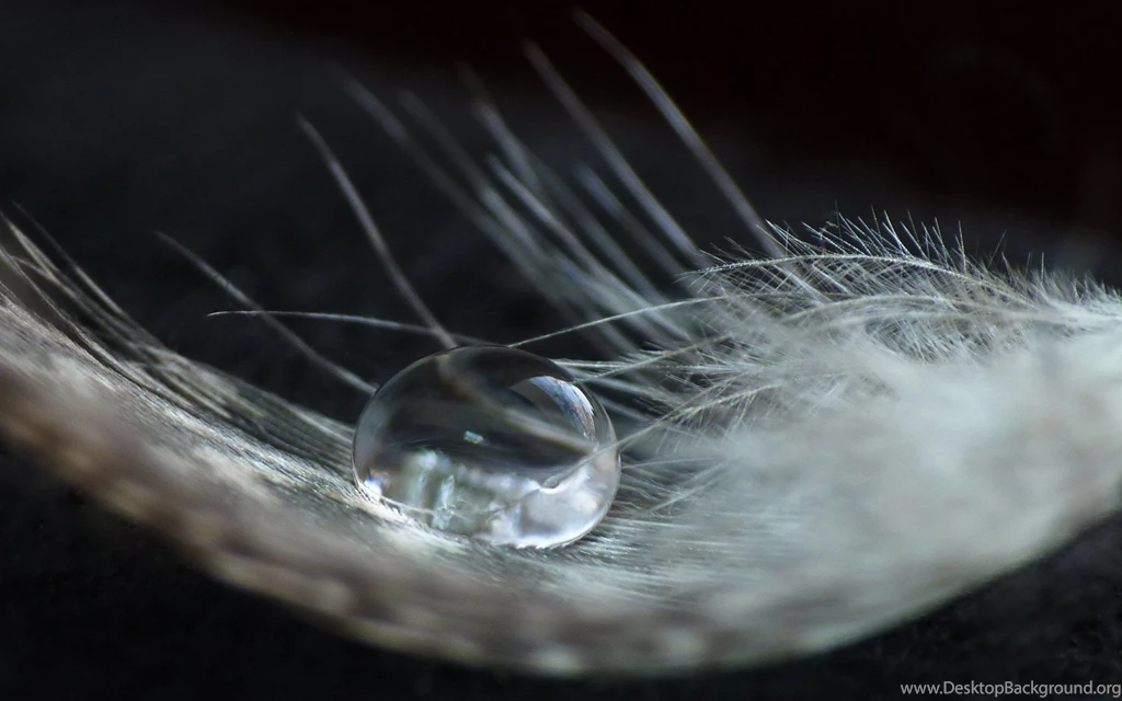 52 Feather HD Wallpapers