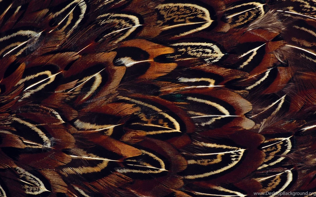 Feather Computer Wallpapers, Desktop Backgrounds