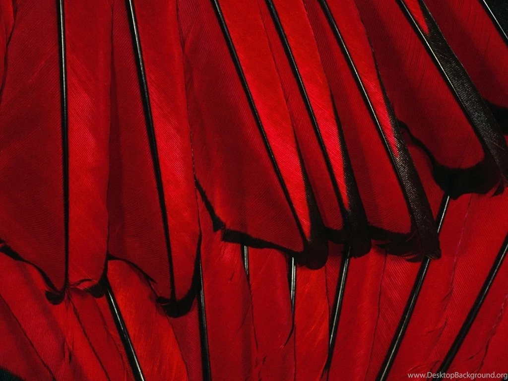 Feather On A Breath Of Wind Computer Wallpapers, Desktop ...