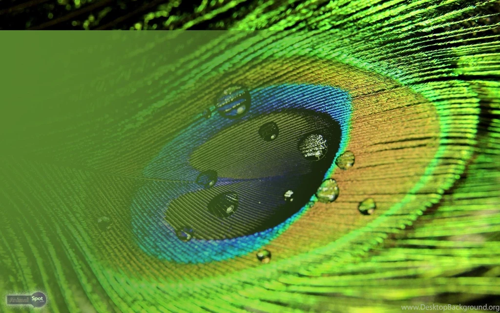 Peacock Wallpapers « Animal Spot