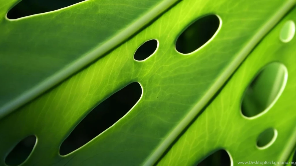 Exotic_Plants_laptop_wallpaper_1600x900.jpg