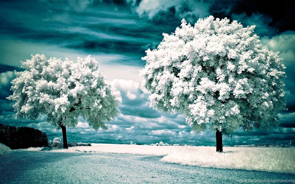 Winter Wallpapers Hd Wallpapers 10629