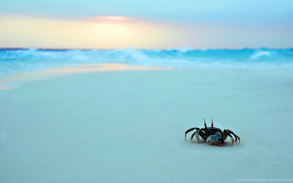 To the sea crab wallpapers