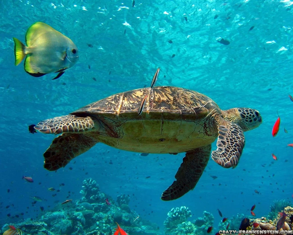 Turtle Wallpapers   Crazy Frankenstein