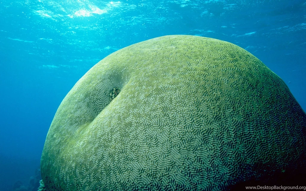 69 Sea Life HD Wallpapers