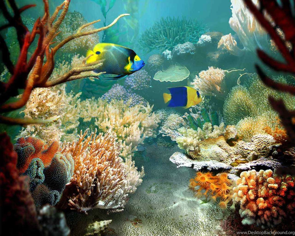 69 Sea Life HD Wallpapers