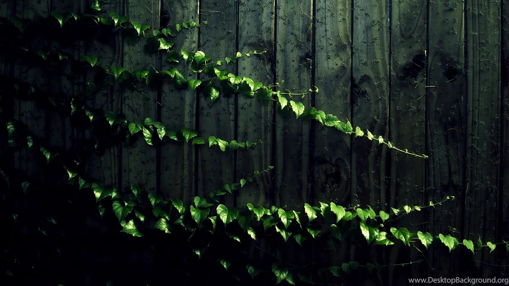 Creeping Vine Computer Wallpapers, Desktop Backgrounds