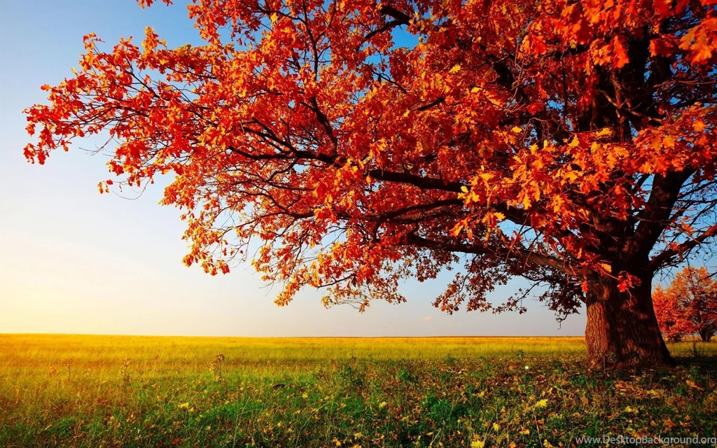 Autumn Wallpapers