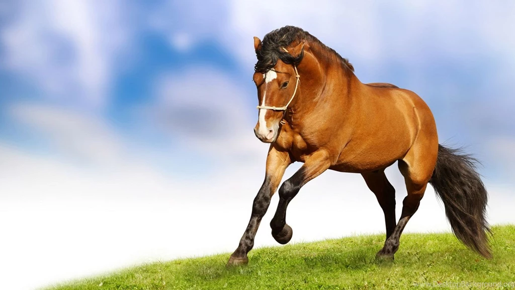 Animals Wallpapers Download