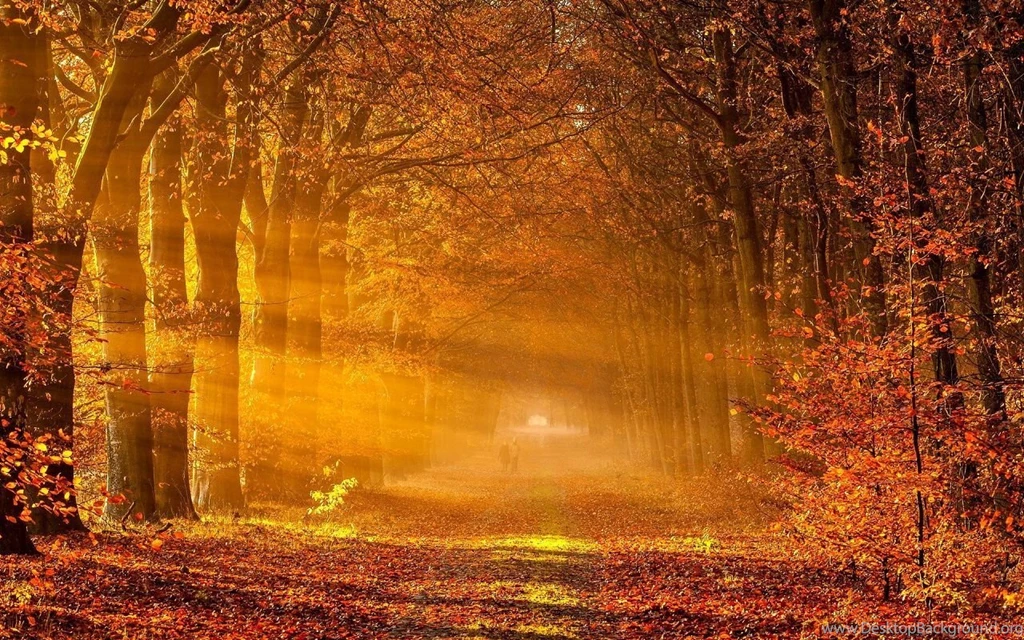 Sunset Autumn Backgrounds For Wallpapers 123