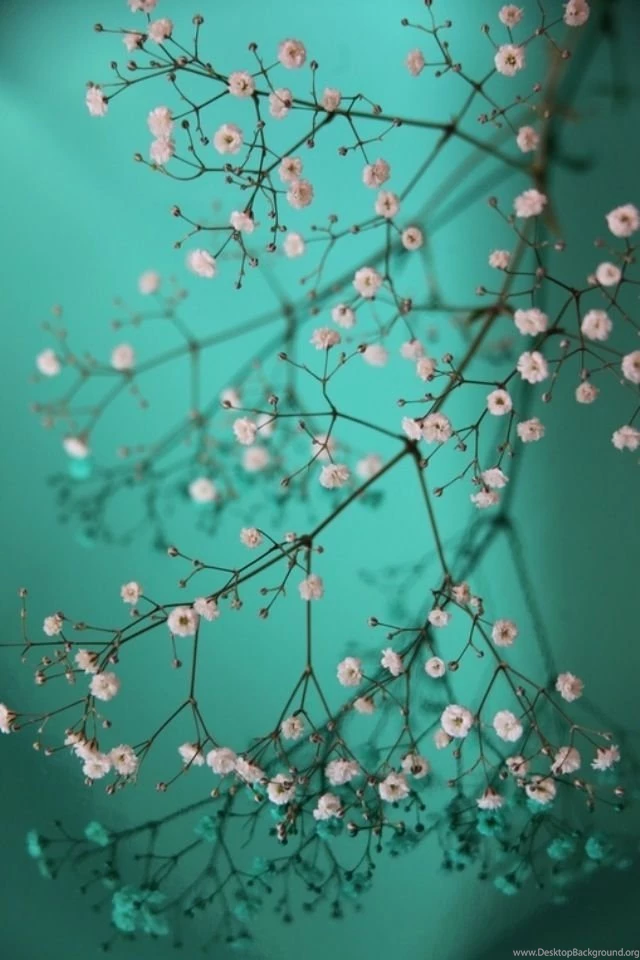 Pretty Little Flowers iPhone Wallpapers Download
