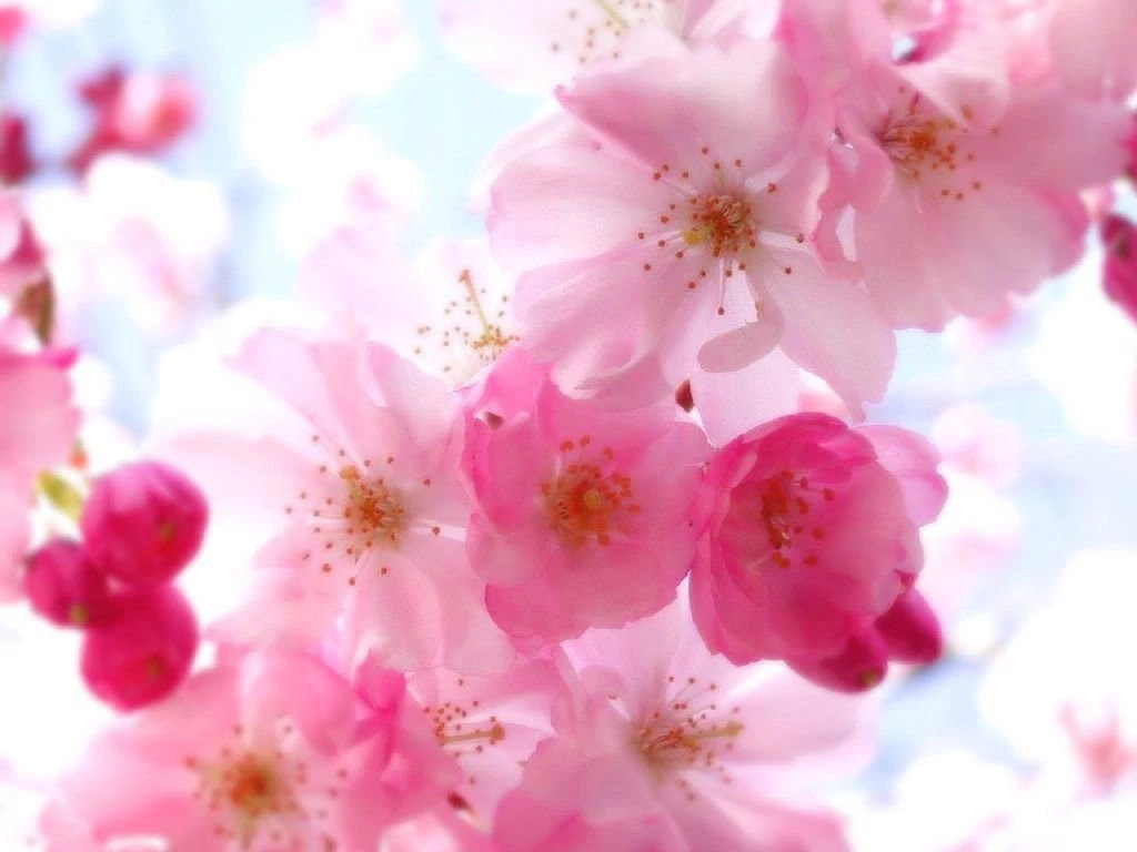 Pretty Flowers Wallpapers HD Wallpapers Desktop Wallpapers ...