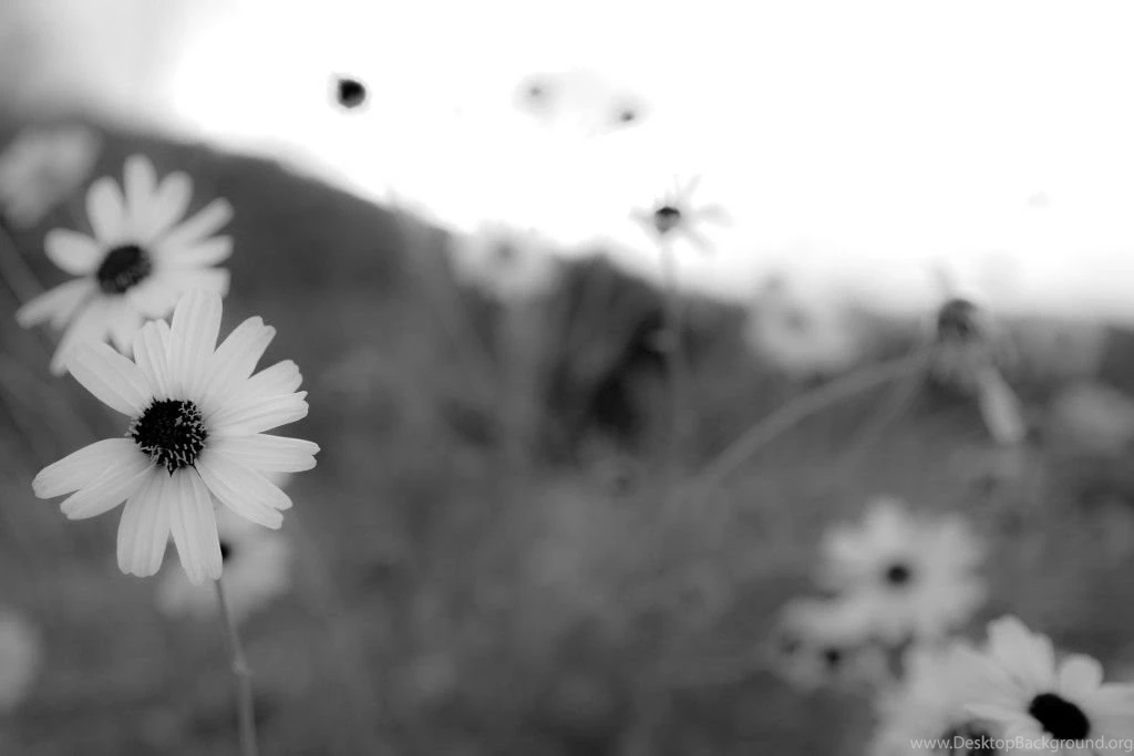Top Pretty Black And White Flowers Images For Pinterest