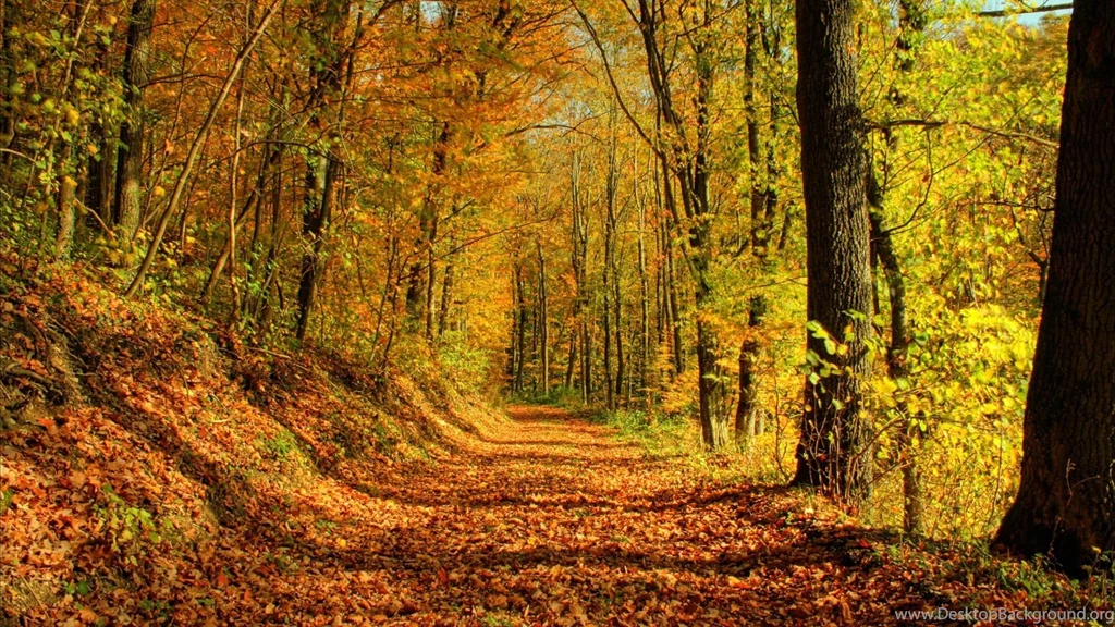 Landscape, Background, Images, Wallpaper, Forest, Earth (