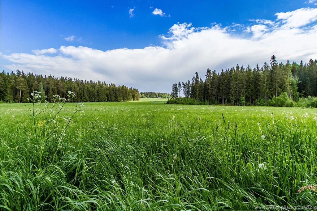 Field Grass Forest Trees Sky Landscape R Wallpapers
