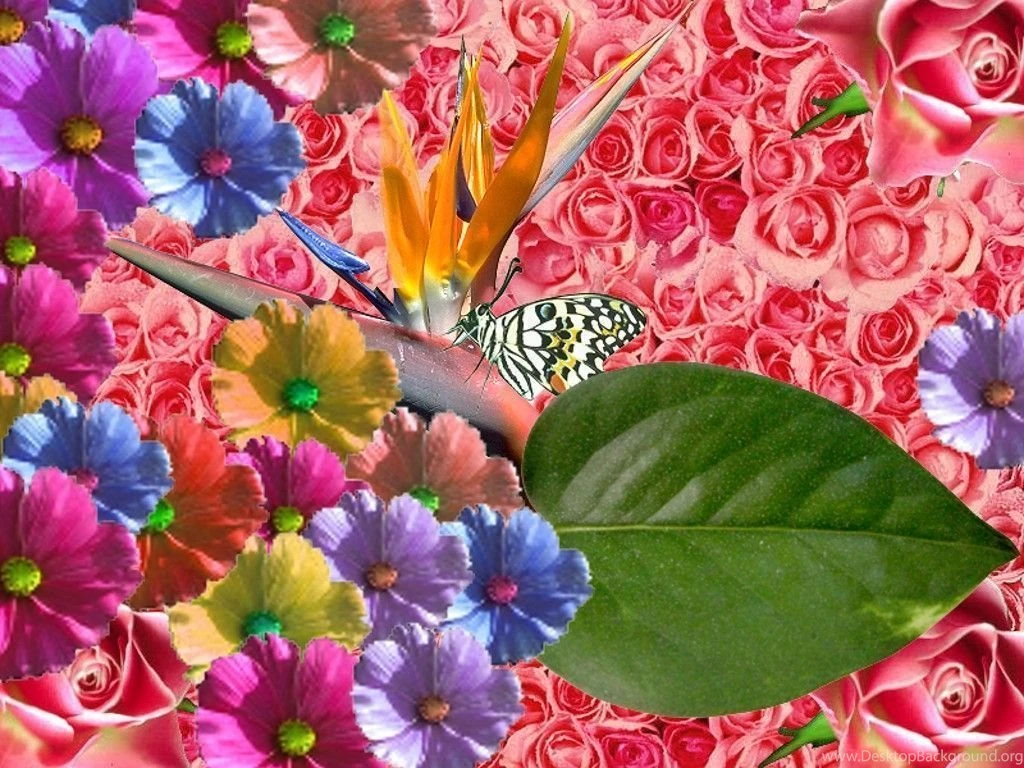 Springtime Desktop Wallpapers Free