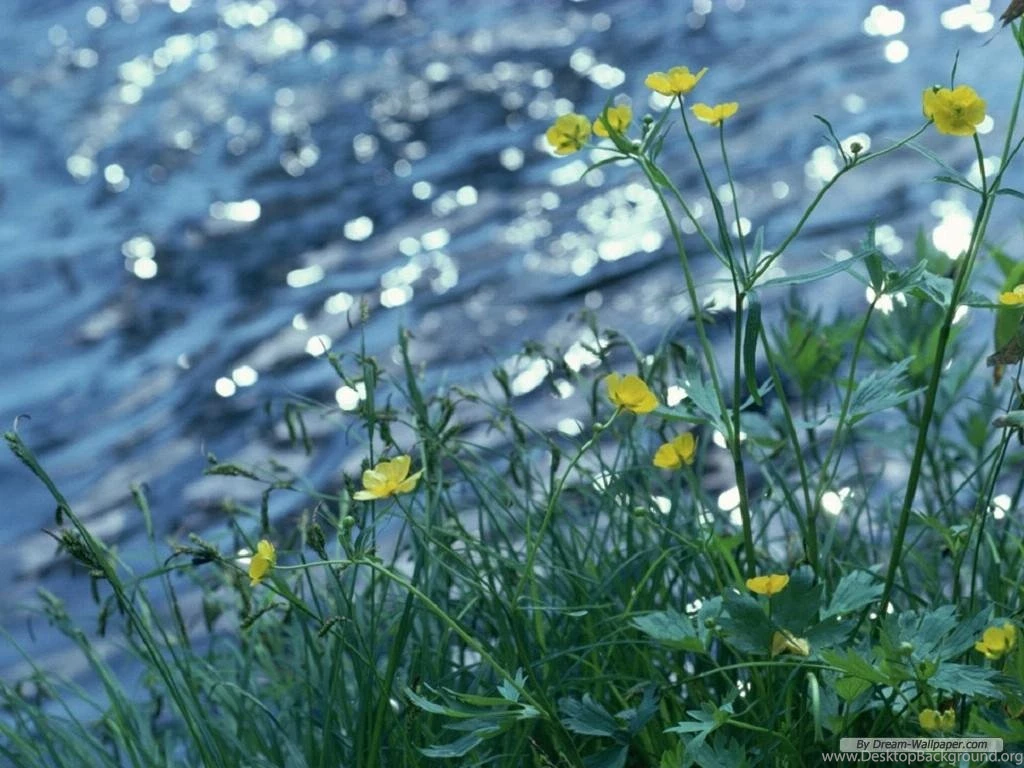 Pix For Free Early Spring Desktop Wallpapers
