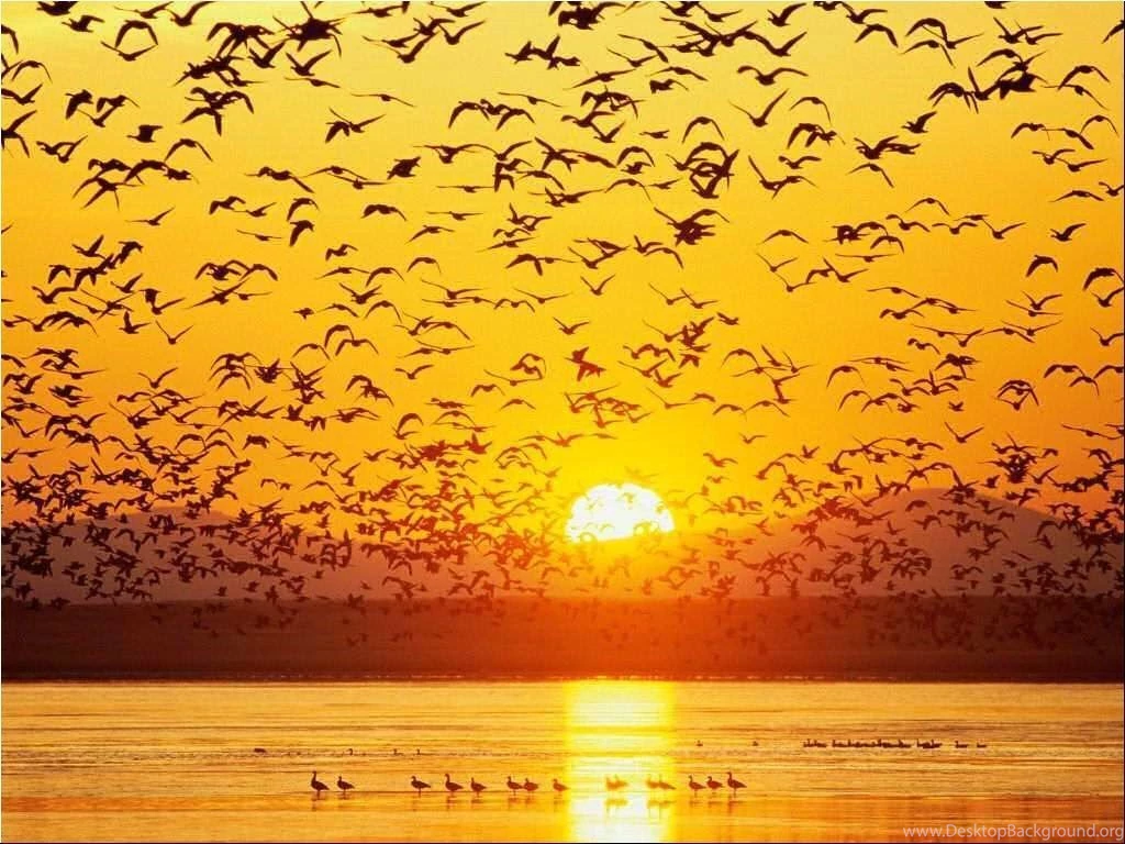 Free Wallpapers, Yellow Desktop Wallpapers