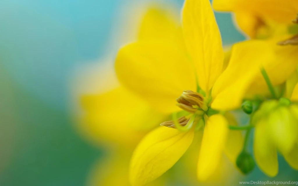 Nature Flowers Yellow Desktop 1920x1200 Hd Wallpapers 1131462 1532021