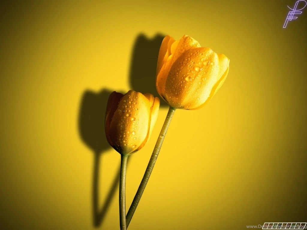 HD Flower Free 2012 Wallpapers Download Of Red Pink And Yellow ...