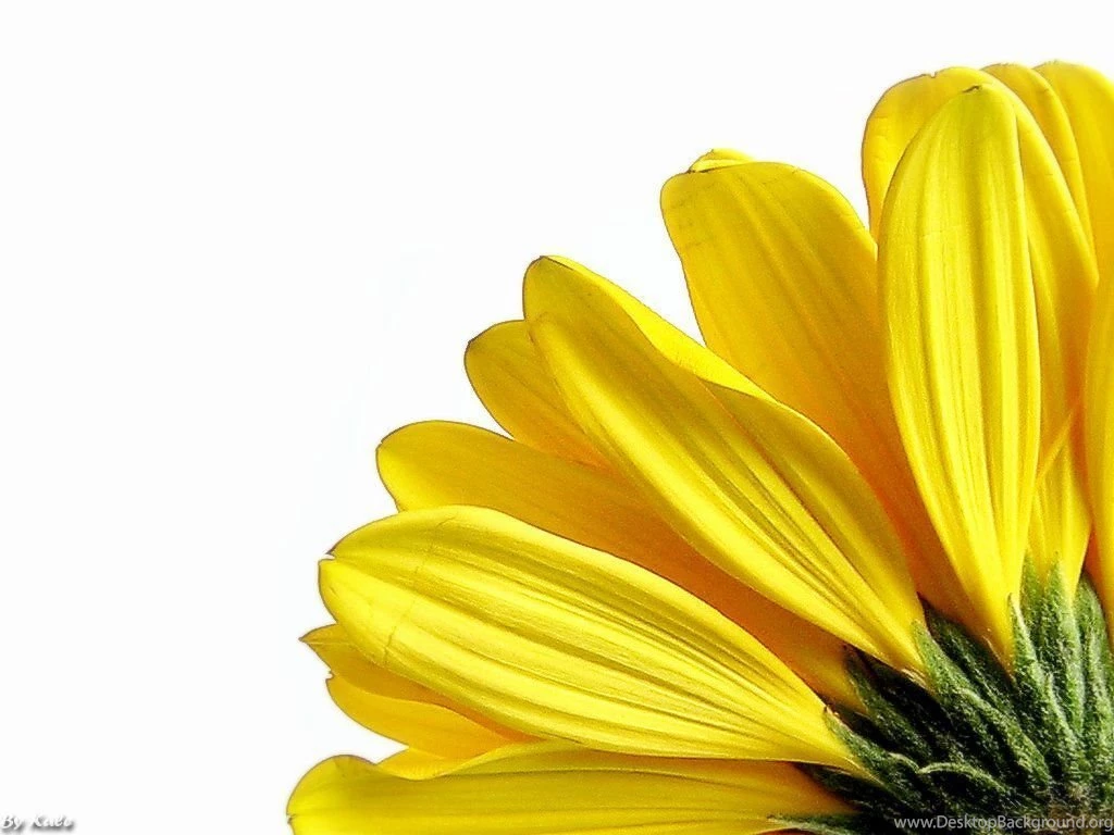 Free Wallpapers, Yellow Desktop Wallpapers