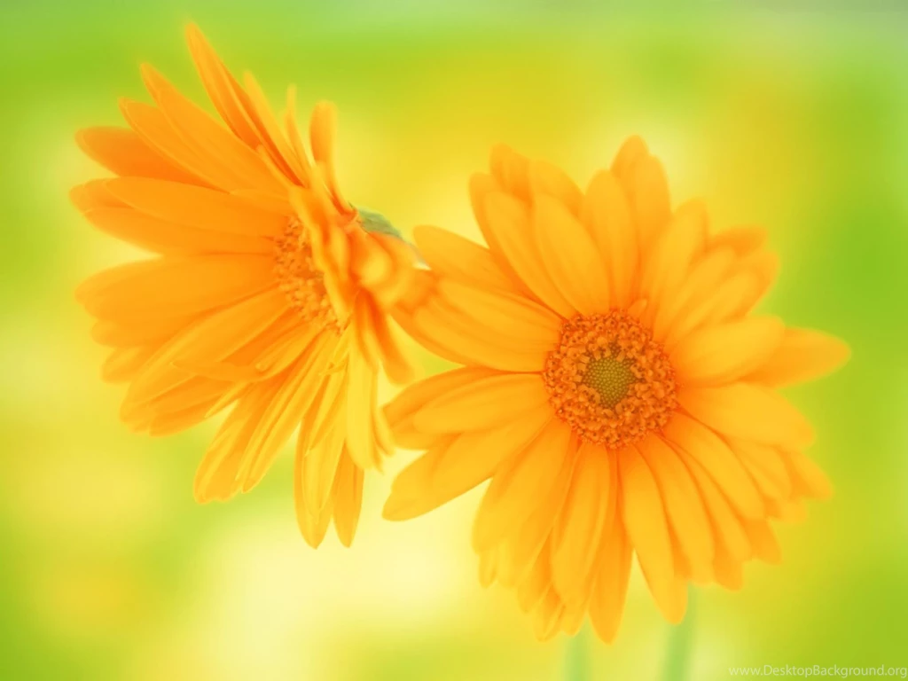 Desktop Wallpapers · Gallery · Windows 7 · Yellow Flowers Pictures ...