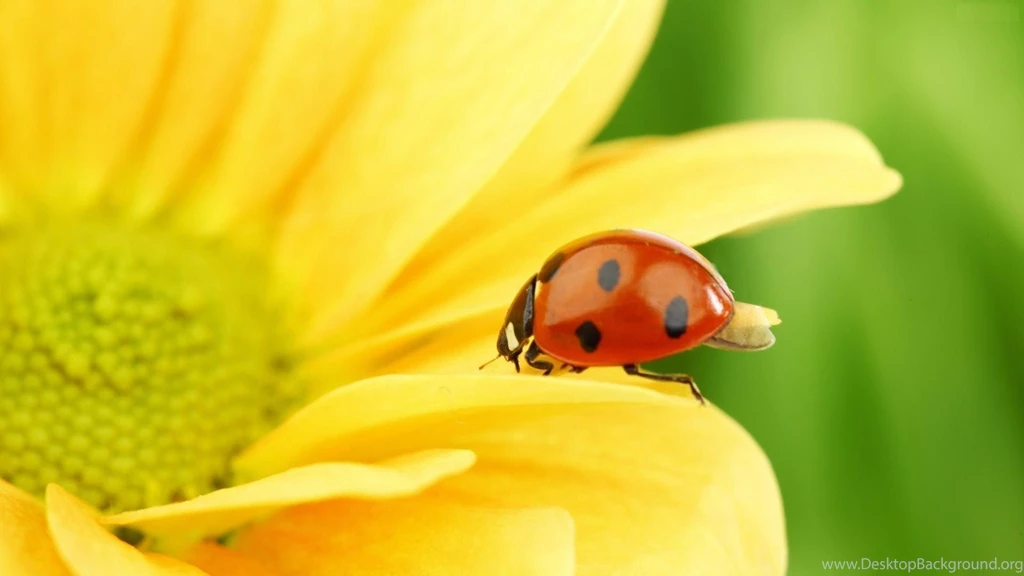 Ladybug Desktop Wallpapers