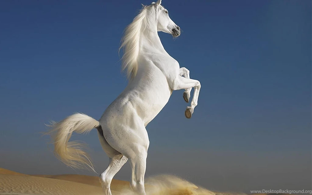 White Horse Desktop Wallpapers