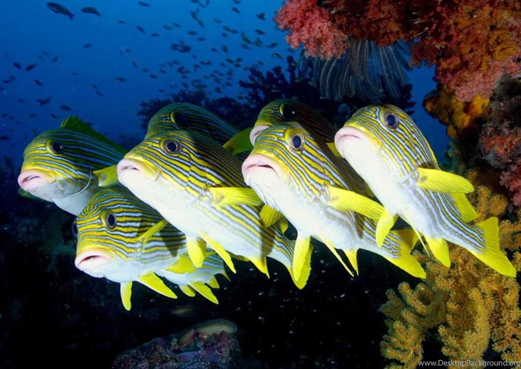 Fish Desktop Wallpapers